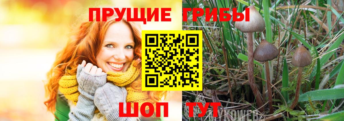 Карачаевск  Псилоцибиновые грибы прущие грибы  Галлюциногенные грибы GOLDEN TEACHER  Вход с VPN 